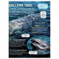 BALLENAS Y DELFINES