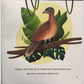 Chachalaca Y Su Viaje Inesperado