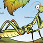 Dr. Seuss Discovers Bugs