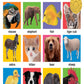 My Big Animal Book